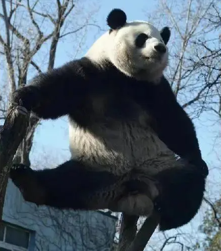 panda.png